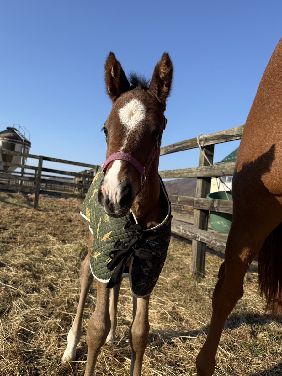 富菜牧場 tweet media