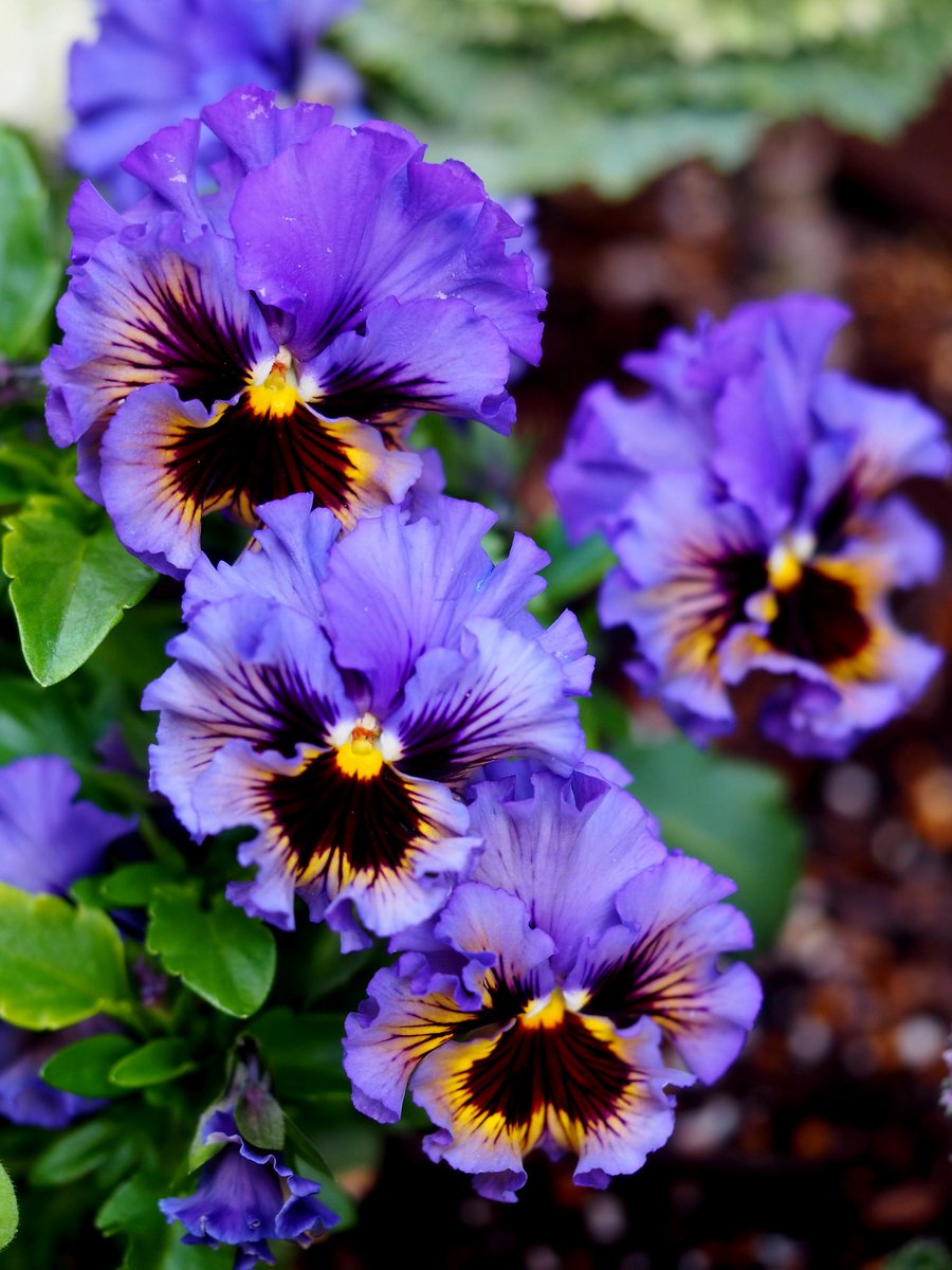2026年3月16日
✽✽✽

#花写真【ﾊﾟﾝｼﾞｰ💜】
<ﾌﾘﾙ咲きﾌﾘｽﾞﾙｼｽﾞﾙ>
#TLを花でいっぱいにしよう

✽✽✽