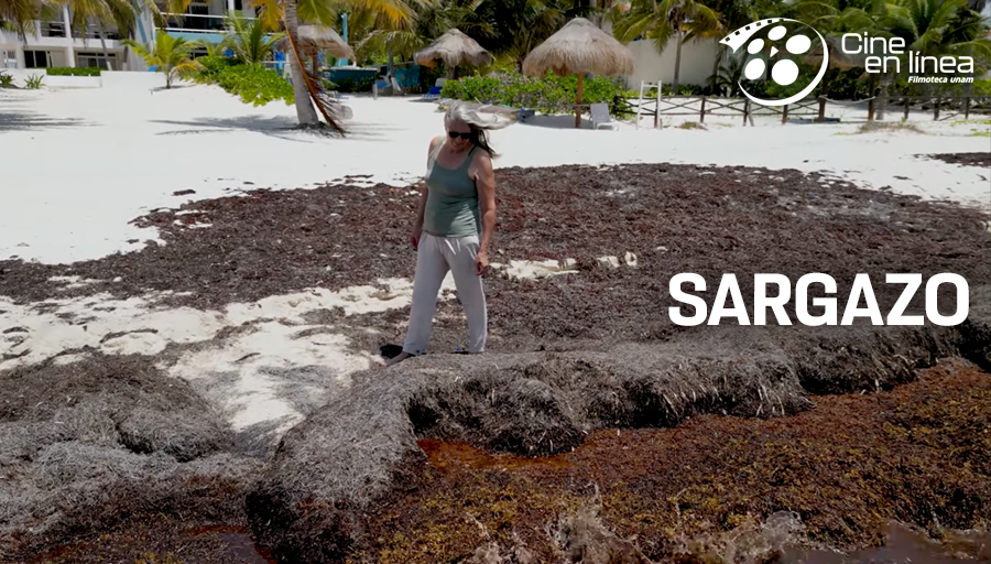 UNAM_MX's tweet photo. El documental “Sargazo” 🎬 reúne voces de científicos y comunidades para analizar la llegada masiva de esta alga a las costas del Caribe mexicano 🏝️. Dale ▶️ en #CineEnLínea de @FilmotecaUNAM > https://t.co/NYzrBwKnjV https://t.co/O48CxrG1fl