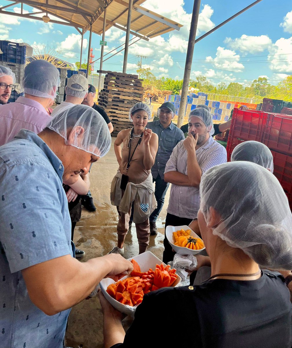 MINECOGT's tweet photo. Como parte de la agenda previa a la Rueda de Negocios con compradores canadienses, el Ministerio de Economía en coordinación con el @MinexGt y la @CanchamGT, organizó una visita a la Finca Popoyán en Petén, donde 7 empresas e instituciones canadienses conocieron de cerca los procesos productivos y la calidad de la piña y papaya guatemalteca.