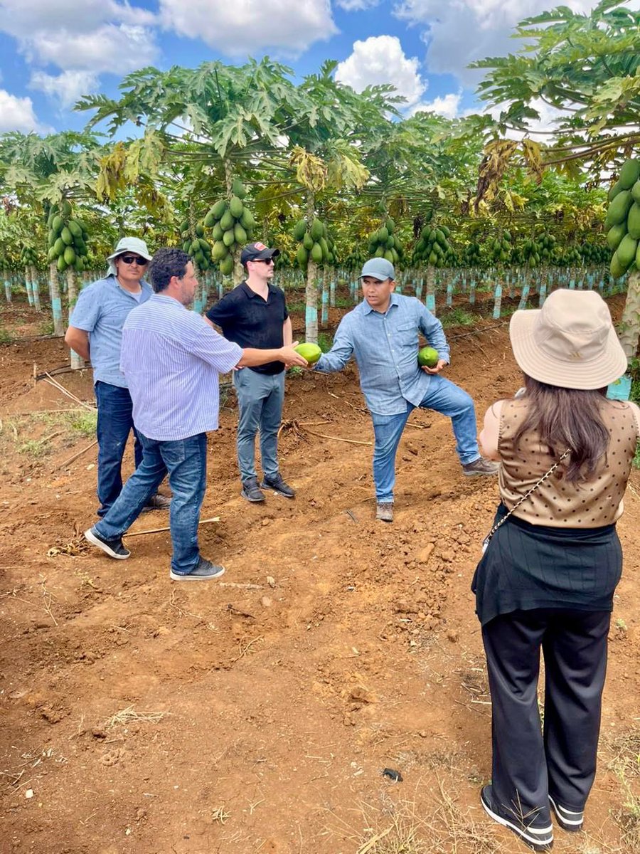 MINECOGT's tweet photo. Como parte de la agenda previa a la Rueda de Negocios con compradores canadienses, el Ministerio de Economía en coordinación con el @MinexGt y la @CanchamGT, organizó una visita a la Finca Popoyán en Petén, donde 7 empresas e instituciones canadienses conocieron de cerca los procesos productivos y la calidad de la piña y papaya guatemalteca.
