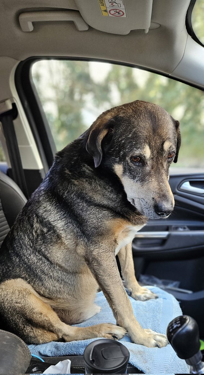 ktulu_r's tweet image. Stanley w samochodzie styrany po kopaniu dolka🤭 #Stanley i niewolnicza praca