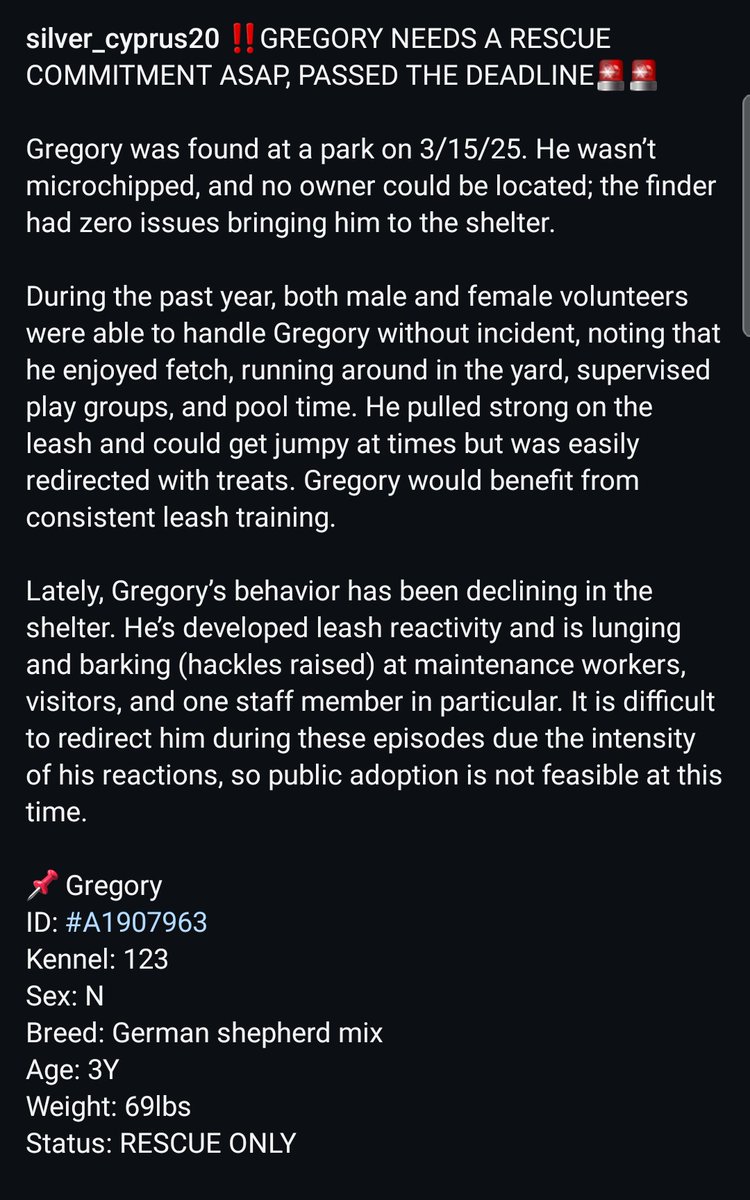 8415_n's tweet image. GREGORY #A1907963
3yo.#gsd mix #GermanShepherd #gsdlove #gsdrescue
Sweet gentle boy,now after a year of shelter life he's stressed out &amp;amp; dog-reactive.
Nothing you can't fix w/patience, training &amp;amp; TLC.‼Call/email immediately, could be killed any moment
#TustinCA #OC #OrangeCounty