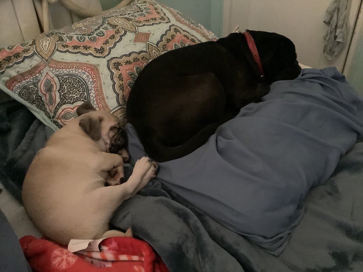 Chichidog6's tweet photo. Quick update from Bok Choy.  Me, mom and Kiki have moved from Miami.  We are living a much less stressful life in Port St. Lucie.  We just come on to give little updates.  I lubs yoos ❤️ https://t.co/f43Dh0DZs6