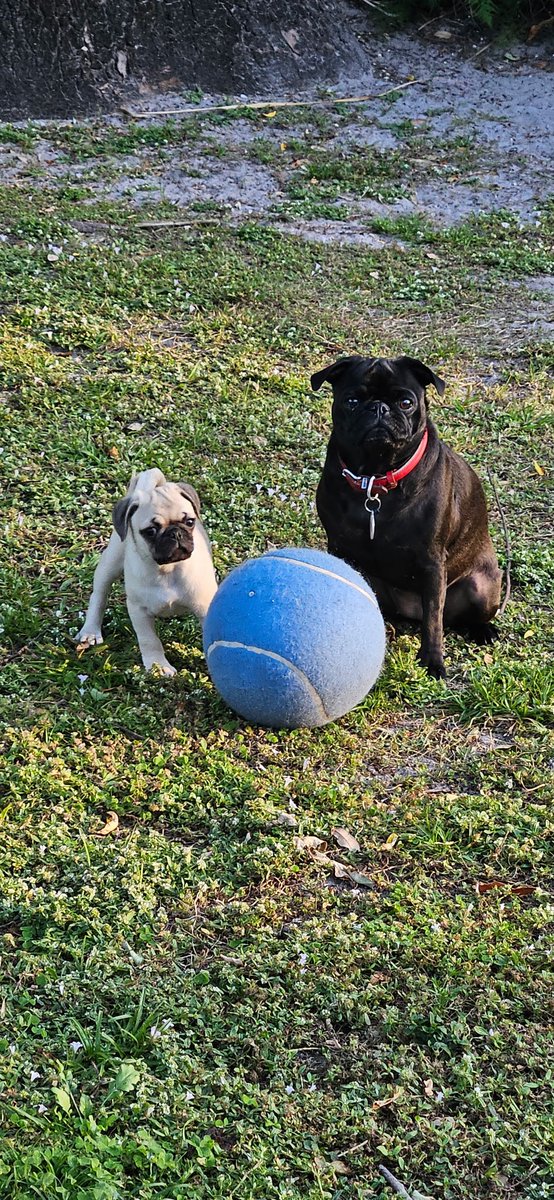 Chichidog6's tweet photo. Quick update from Bok Choy.  Me, mom and Kiki have moved from Miami.  We are living a much less stressful life in Port St. Lucie.  We just come on to give little updates.  I lubs yoos ❤️ https://t.co/f43Dh0DZs6