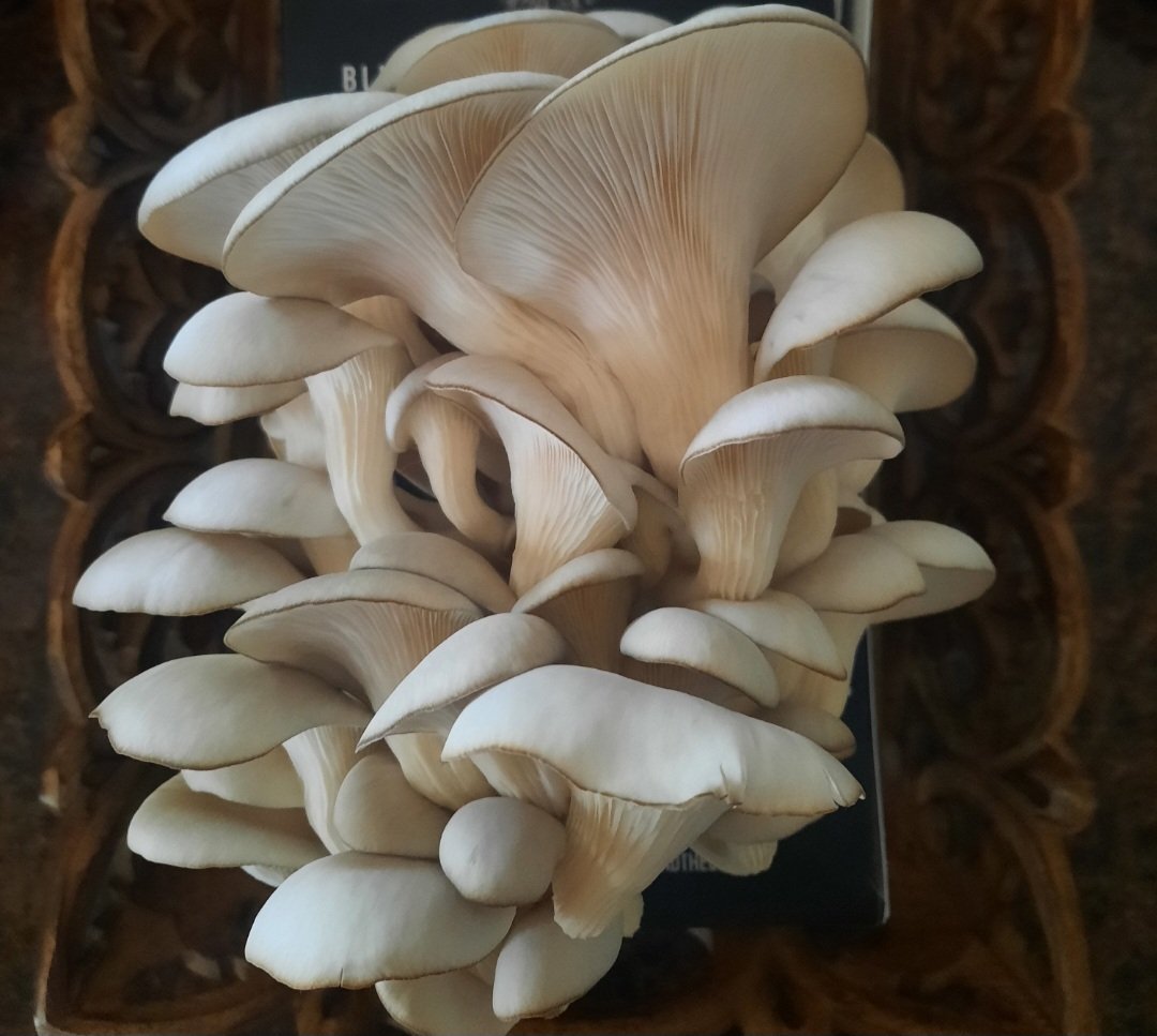 Loren ❤️🇺🇸 tweet media