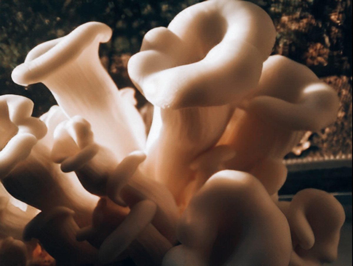 Loren ❤️🇺🇸 tweet media