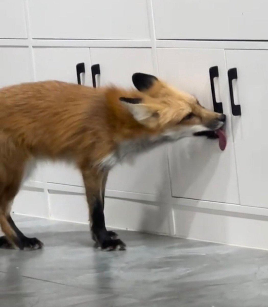 BlueTheFox / Pinetree tweet media