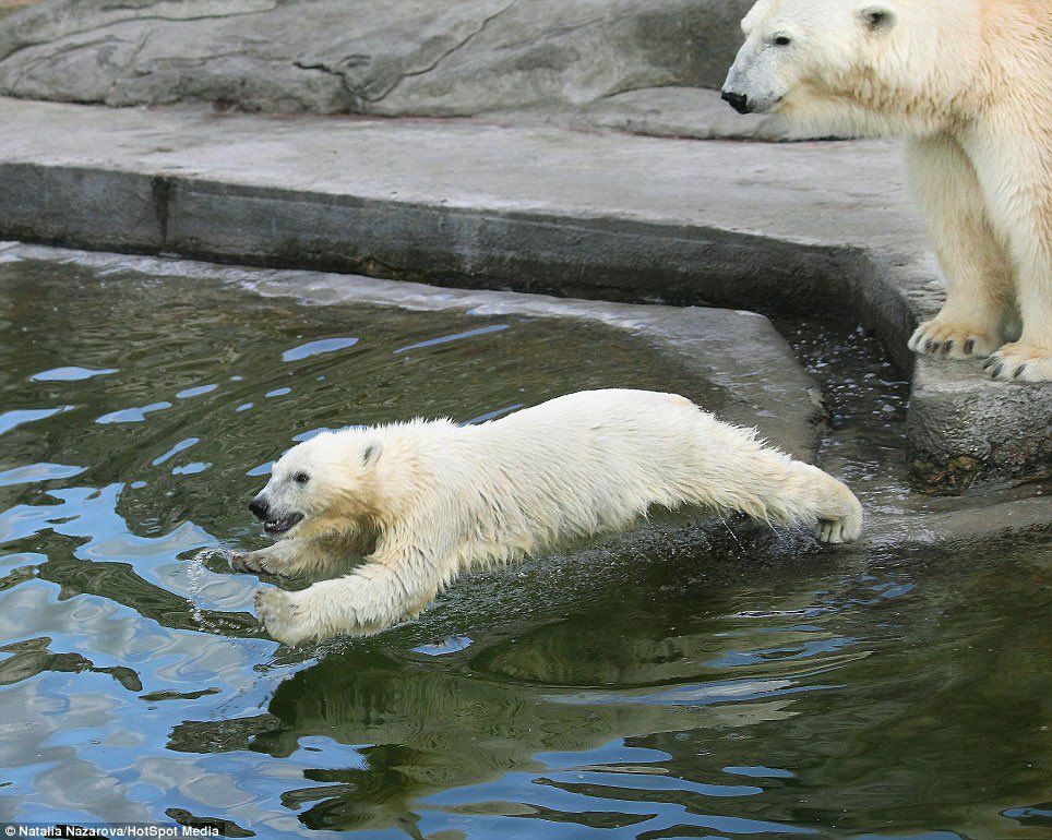 🐻 Bear 🍃 tweet media