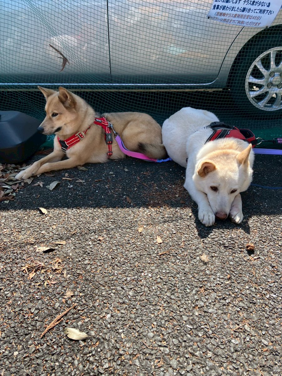 wanchan516's tweet photo. お散歩～🐕️🐾
春はもうすぐ🌸🌱 https://t.co/hcf6J9ut5o