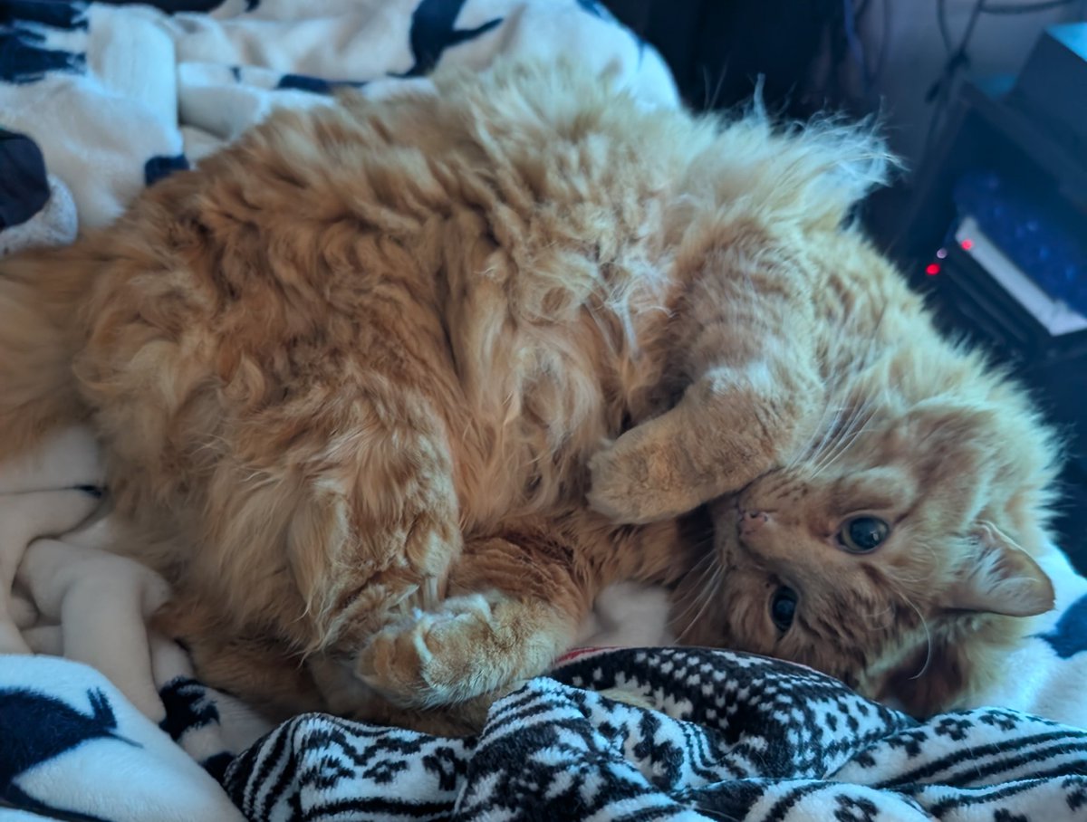 @blankdog tweet media