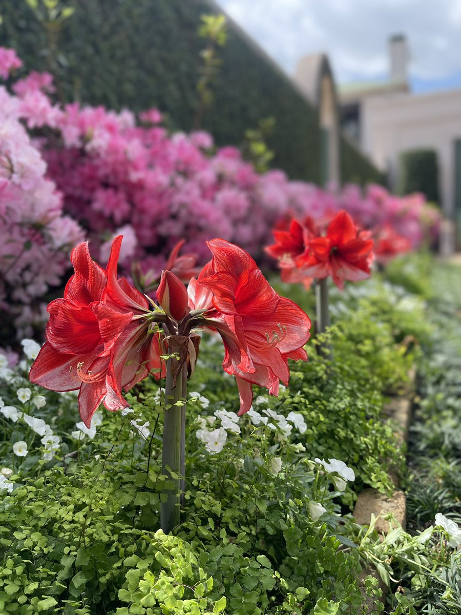 MaryJane Mudd tweet media