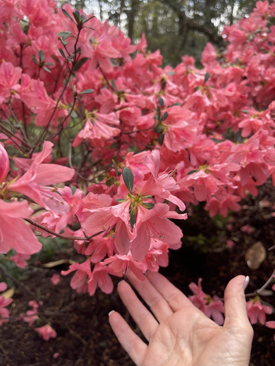 MaryJane Mudd tweet media