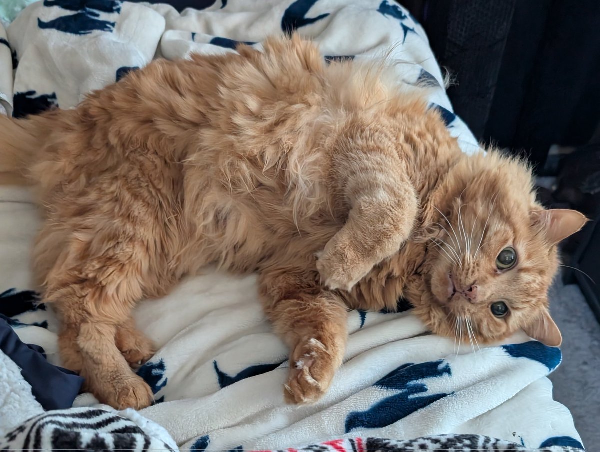 @blankdog tweet media