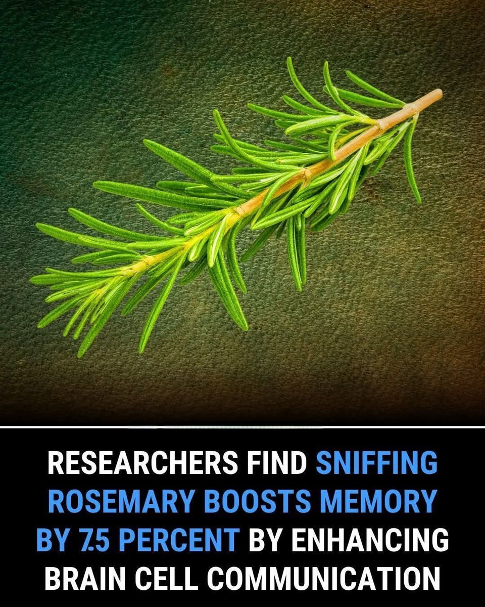 ShiningScience's tweet photo. A remarkable new study has found that simply sniffing rosemary could boost your memory by an astonishing 7.5 percent. Scientists discovered that the scent of this common herb helps the brain break down a compound called acetylcholine — a key chemical that supports learning, focus, and memory retention.

Acetylcholine acts like a messenger in the brain, allowing nerve cells to communicate quickly and clearly. As we age or experience stress, levels of this chemical drop, often leading to forgetfulness or mental fog. But rosemary’s natural compounds — particularly cineole — have been shown to slow this breakdown, keeping brain signals sharp and steady.

In controlled tests, participants exposed to rosemary aroma performed significantly better on memory tasks than those in unscented rooms. They remembered to complete tasks, followed instructions more accurately, and showed improved reaction times.

The best part? This powerful brain boost doesn’t require pills, supplements, or hours of training. Just a few minutes of breathing in rosemary’s earthy scent — through essential oils, fresh herbs, or even rosemary-infused air sprays — could help your brain stay alert and focused.

Researchers believe rosemary may offer a safe, natural way to enhance cognitive performance in students, professionals, and even older adults facing memory decline.

One small sniff. One massive impact. Rosemary is no longer just a kitchen herb — it may be one of nature’s most effective tools for keeping the mind sharp.