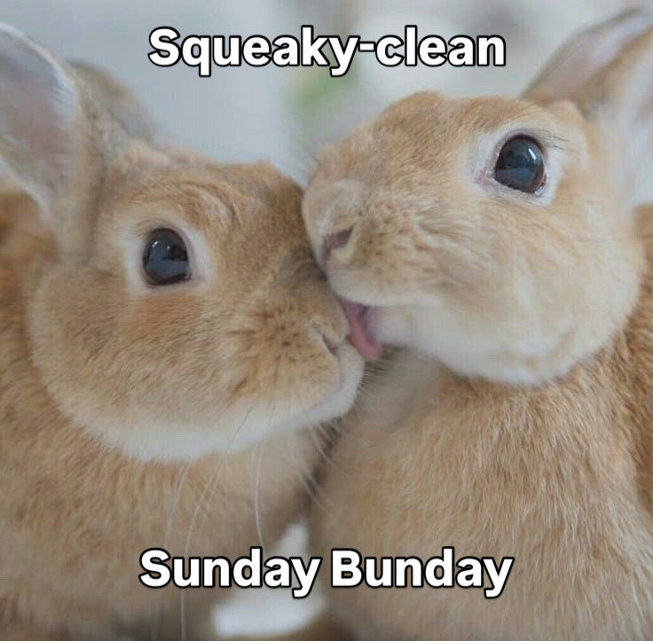 Bunnies (@bunnies) on Twitter photo 