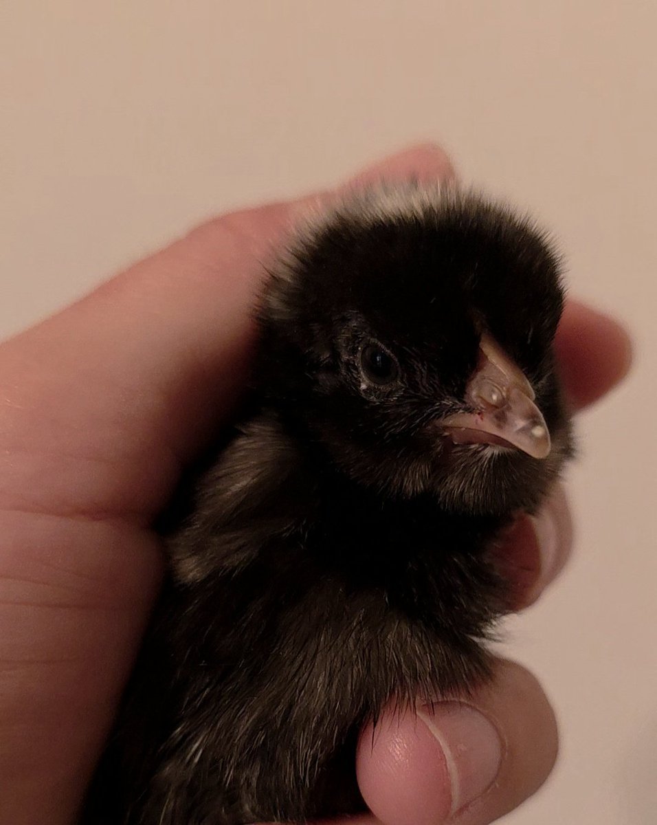 Critters tweet media