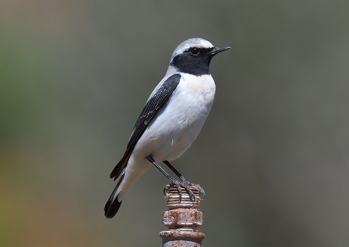 Dennis Morrison tweet media