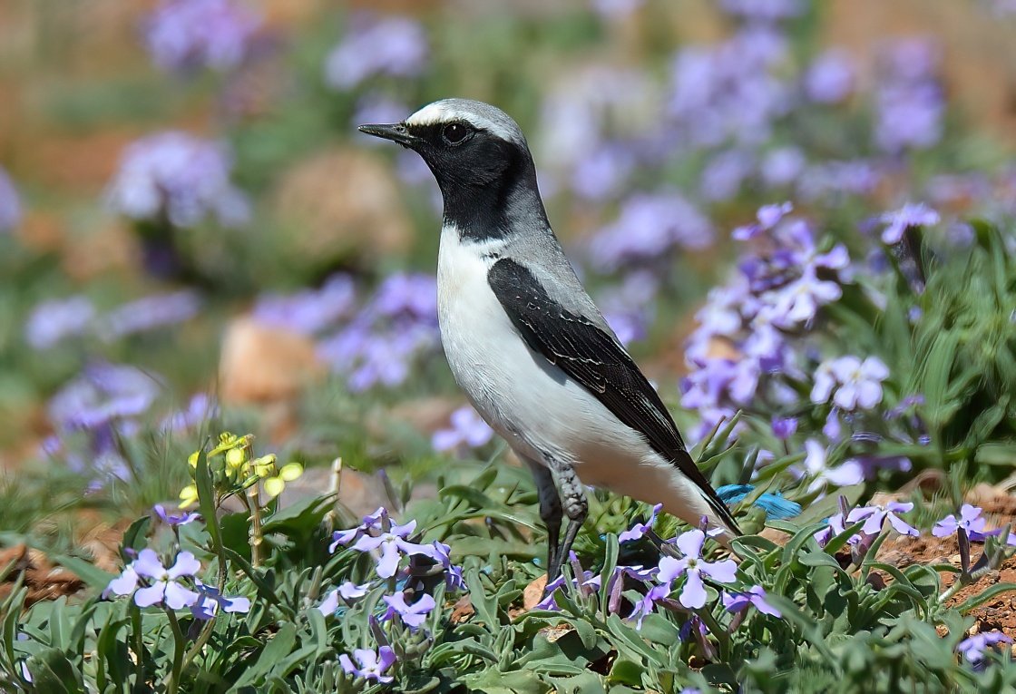 Dennis Morrison tweet media