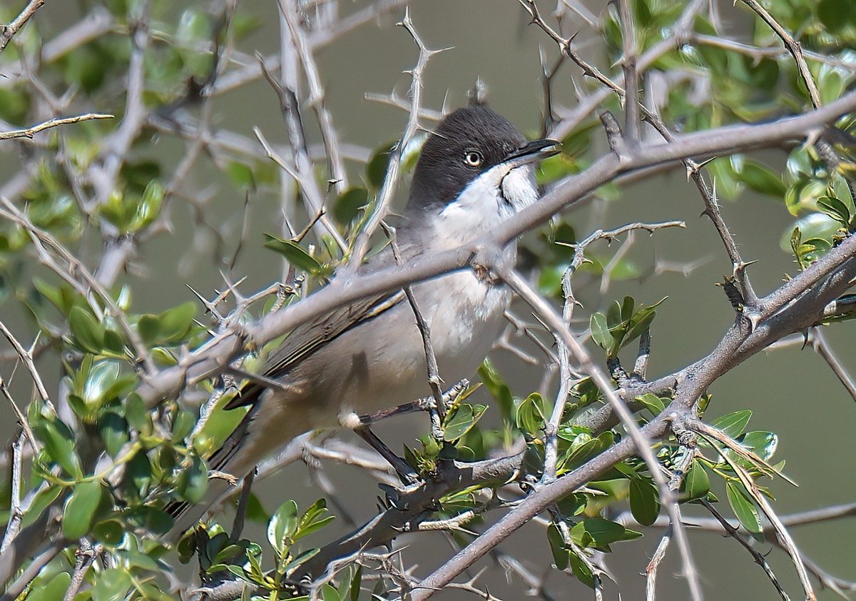 Dennis Morrison tweet media