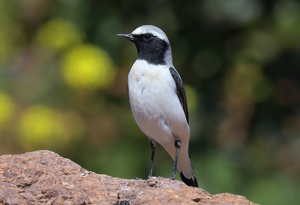 Dennis Morrison tweet media