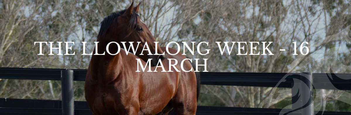 Northern Rivers Equine & Llowalong Farms tweet media