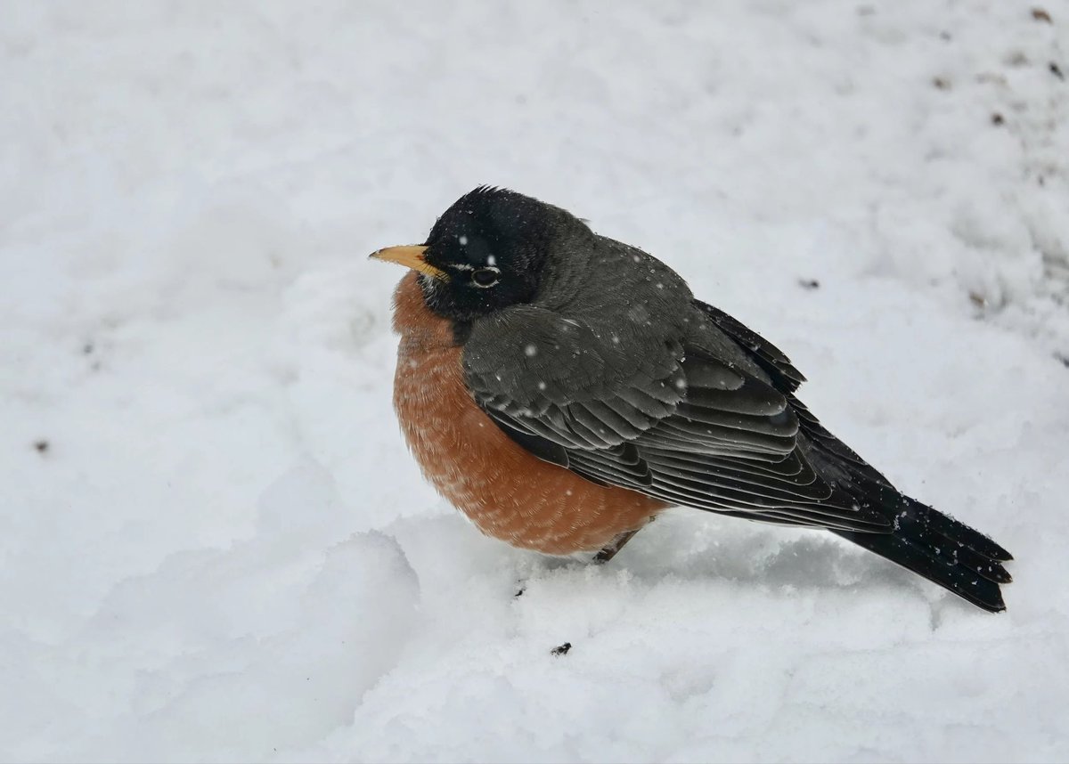 Trooper Tom Williams tweet media