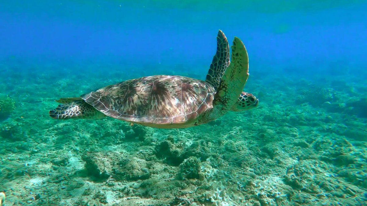 PalmOilDetect's tweet image. Seeing the world through the eyes of #shrimp 🍤#bees 🐝🪲 #apes 🦧🦍 #dogs 🐶🐕 is a deep-dive into wonder. It generates a humble understanding of diverse ways of seeing the world #communication #behaviour #vision #animals #Boycott4Wildlife @palmoildetect palmoildetectives.com/2021/03/17/ins…