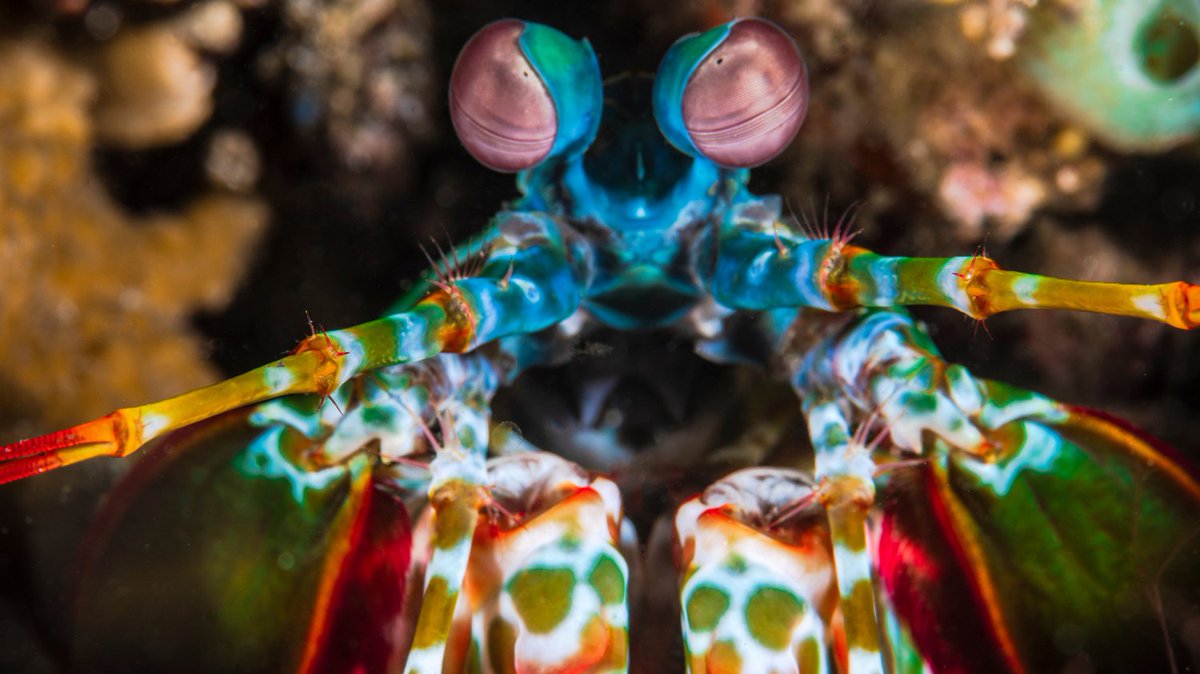 PalmOilDetect's tweet image. Seeing the world through the eyes of #shrimp 🍤#bees 🐝🪲 #apes 🦧🦍 #dogs 🐶🐕 is a deep-dive into wonder. It generates a humble understanding of diverse ways of seeing the world #communication #behaviour #vision #animals #Boycott4Wildlife @palmoildetect palmoildetectives.com/2021/03/17/ins…