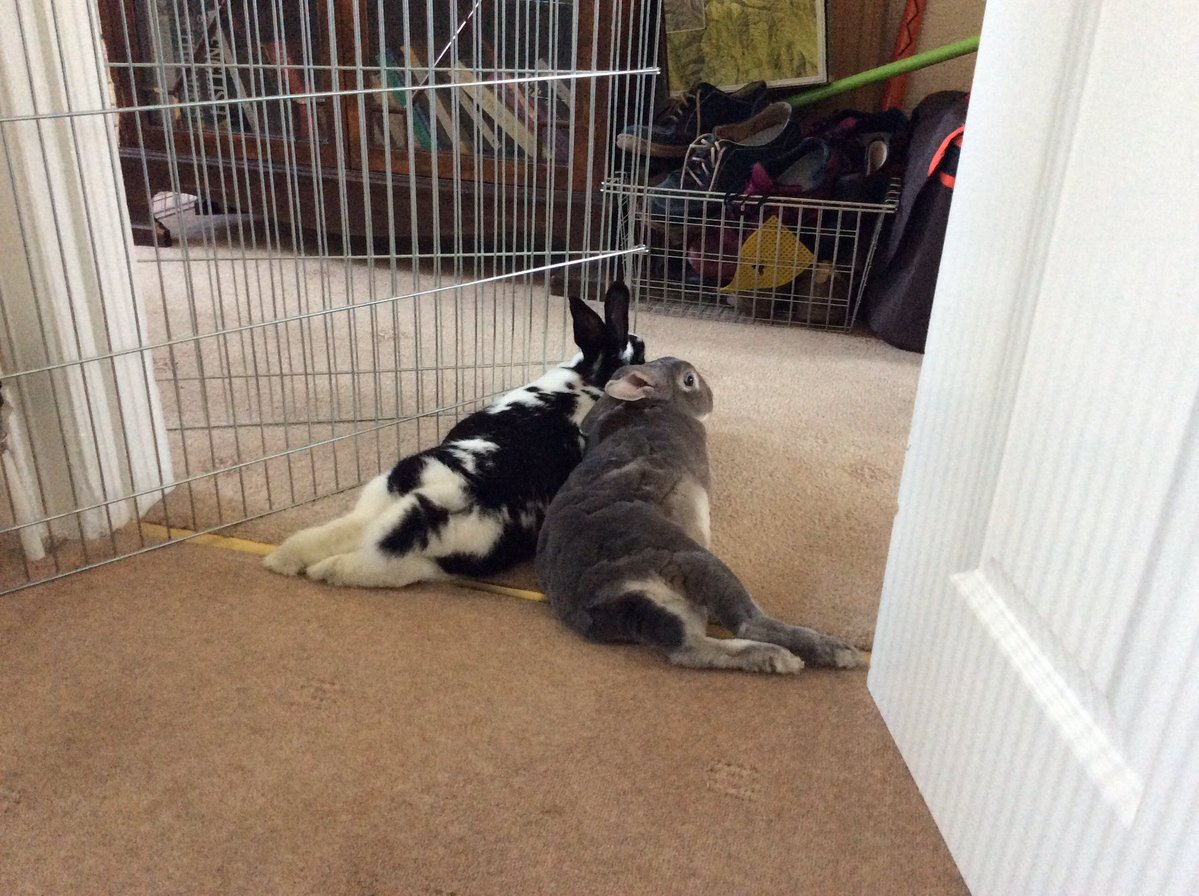 Ben Bunny tweet media