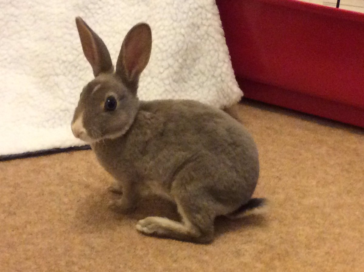 Ben Bunny tweet media