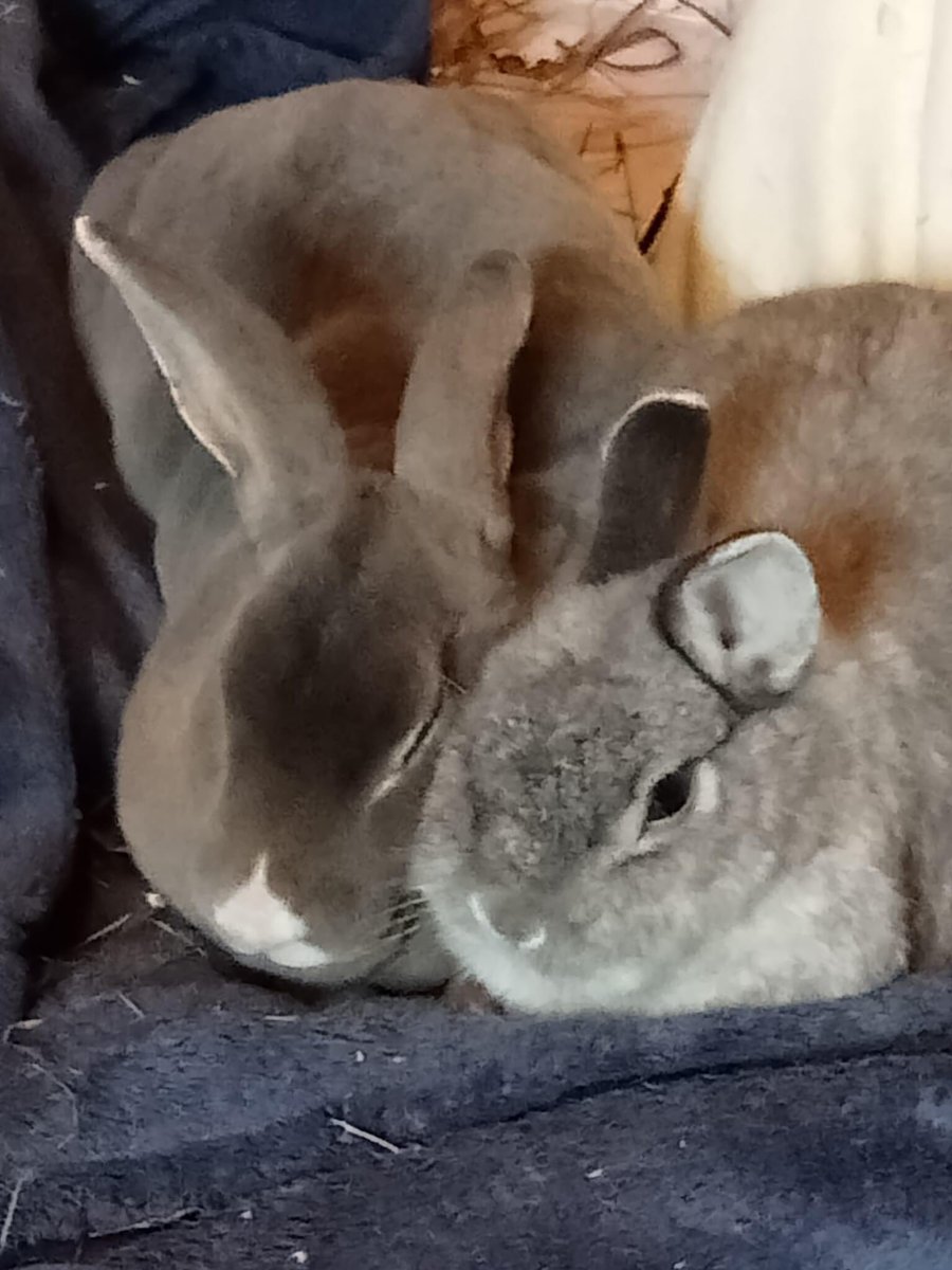 Ben Bunny tweet media