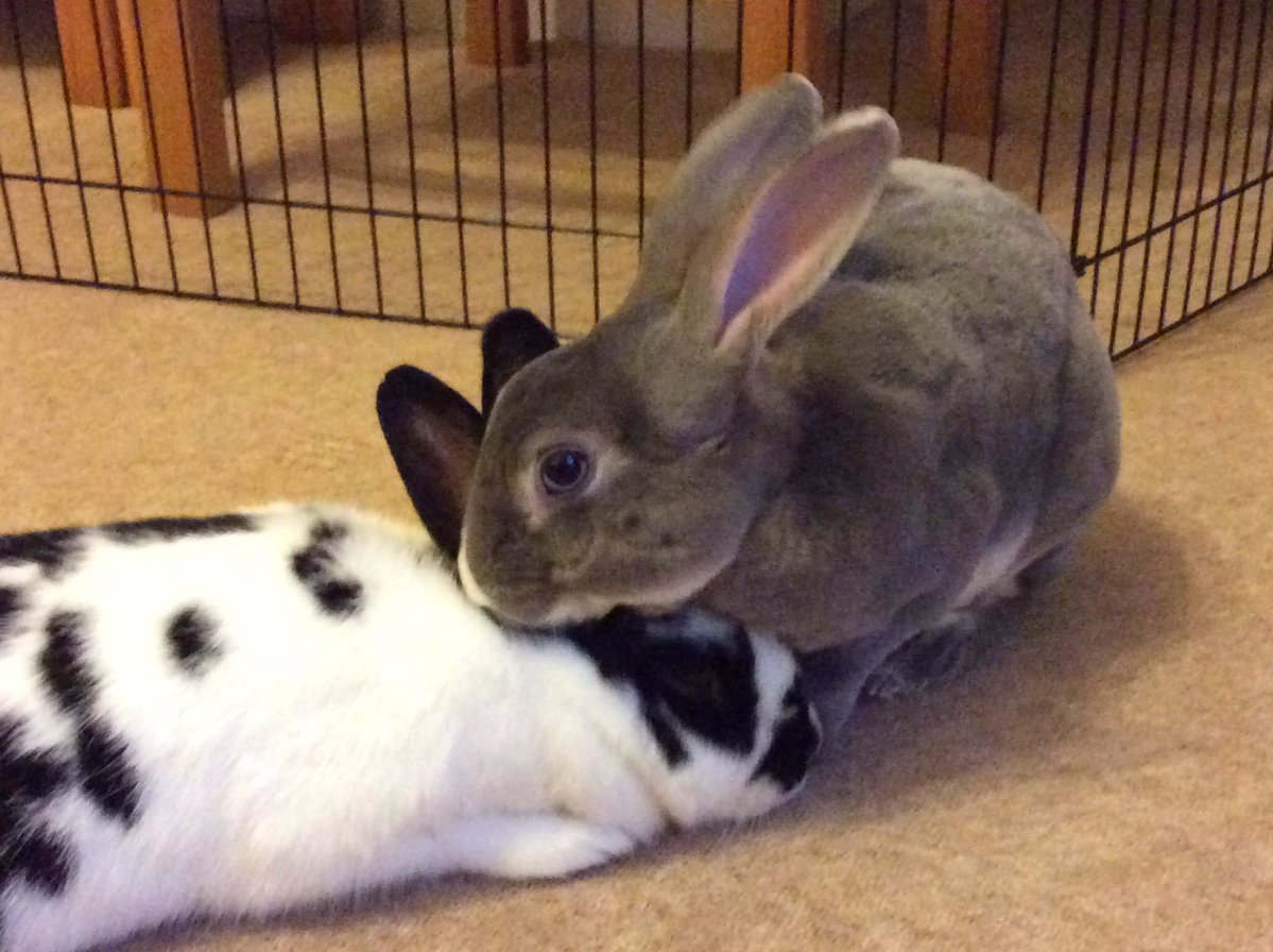 Ben Bunny tweet media