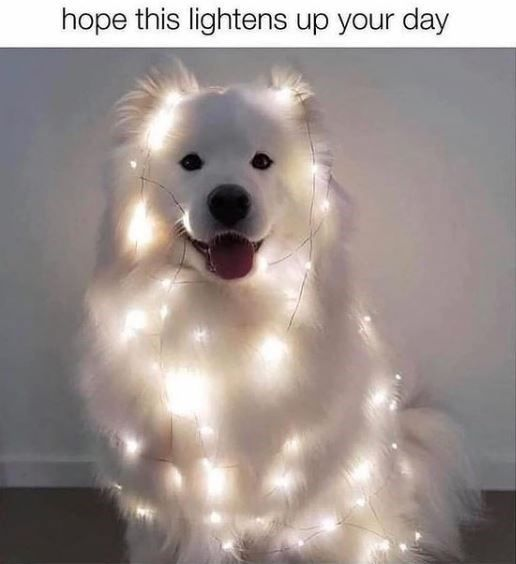 WholesomeMemes (@wholesomememe) on Twitter photo 