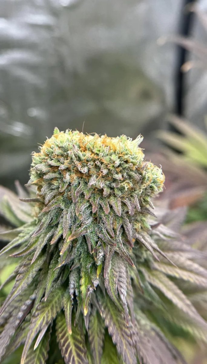 Zen Garden Weed tweet media