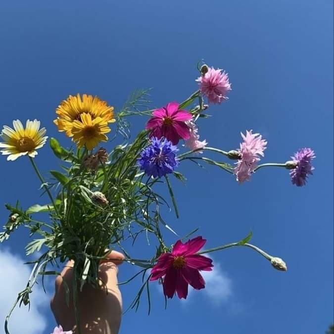 sunflower.🌻🤍 tweet media