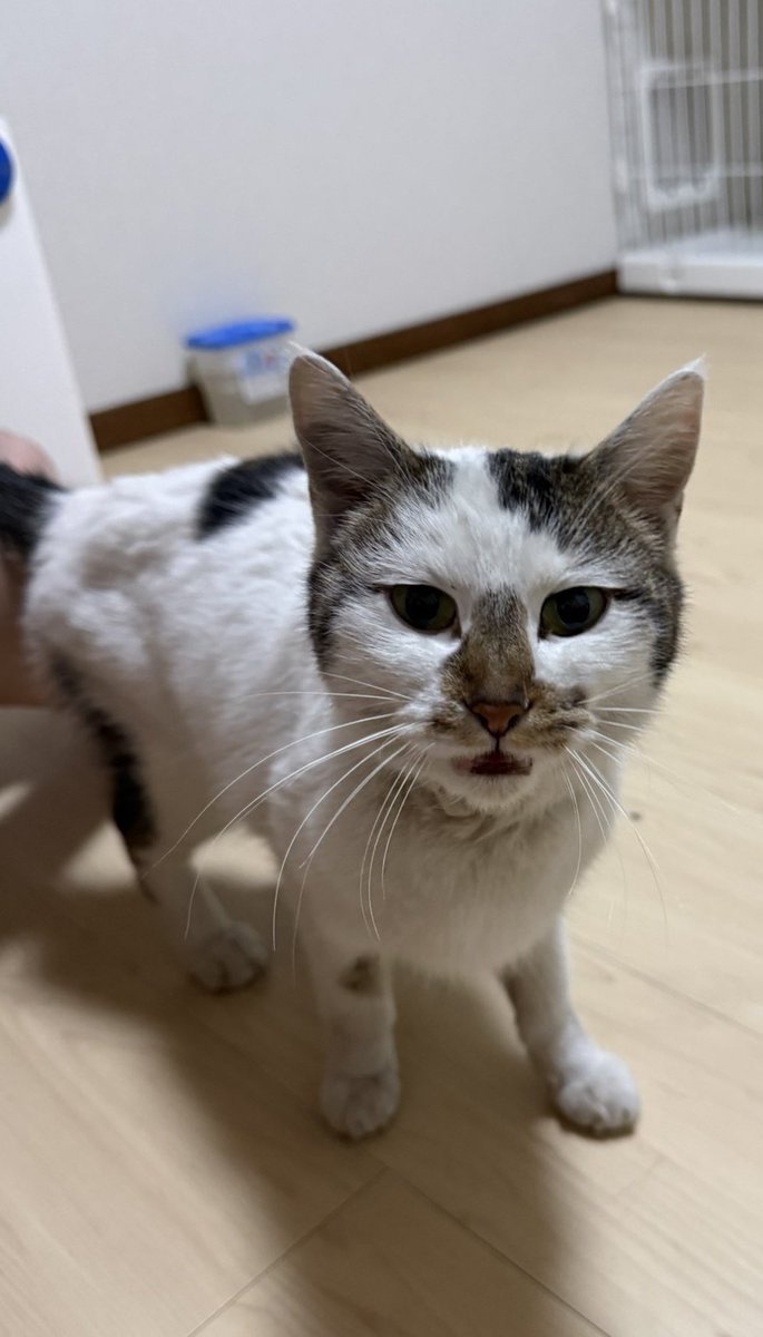 迷い猫さんらしいです。
保護されたのは

・さいたま市緑区
・赤い首輪をつけていたとのこと。

お心当たりある方は
預かってる方に繋ぎます！