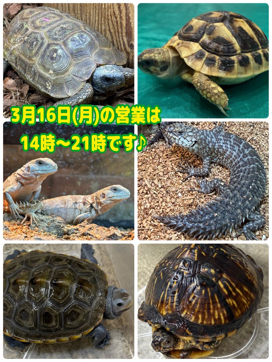 MqReptile's tweet photo. 沖縄爬虫類展示即売会🐢✨  
昨日、MQブースへお越しくださった皆さま、本当にありがとうございました！

たくさんの方にお会いできて、とても楽しい1日でした😊  
差し入れやお声がけもいただき、本当にありがとうございます😭

また11月にも沖縄へお邪魔する予定ですので、  その際もお会いできるのを楽しみにしてます♪

なお店舗は本日より  
【14:00〜21:00】で営業しております。 

お近くの方はぜひ遊びにいらしてください😊

#爬虫類 #アクアショップMQ #尼崎