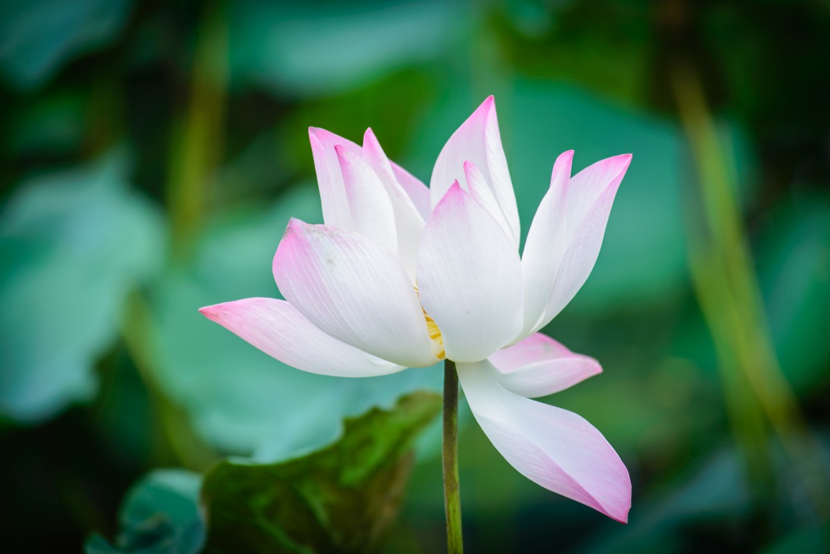 モーニングコールセンター tweet media