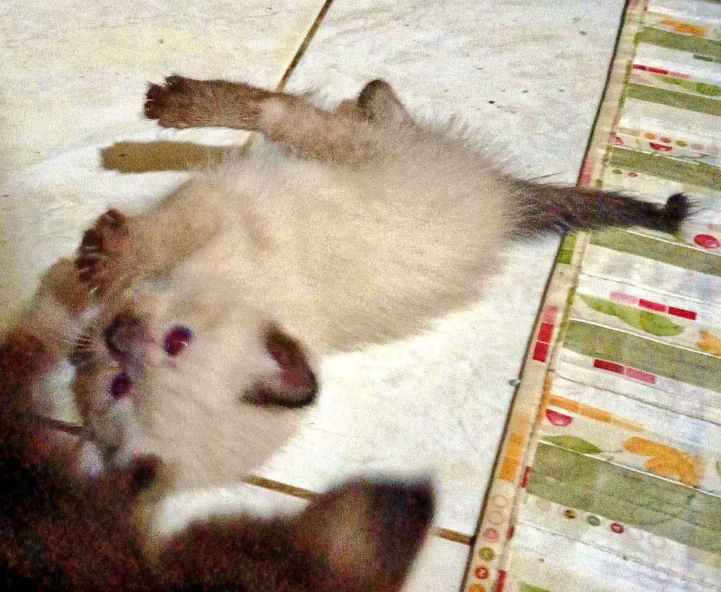 TWITTER PLEASE DO YOUR MAGIC 
‼️KUCING HILANG 🐈 

RT&amp;Like is appreciated 🙏🙏

Halo kitten ku hilang kemarin sebelum magrib, semaleman sudah dicari sekitar rumah tapi masih belum ketemu 😭😭
Namanya Cemong, Siamese, matanya biru abu, umurnya baru sekitar 3 Minggu, kalau ada yg