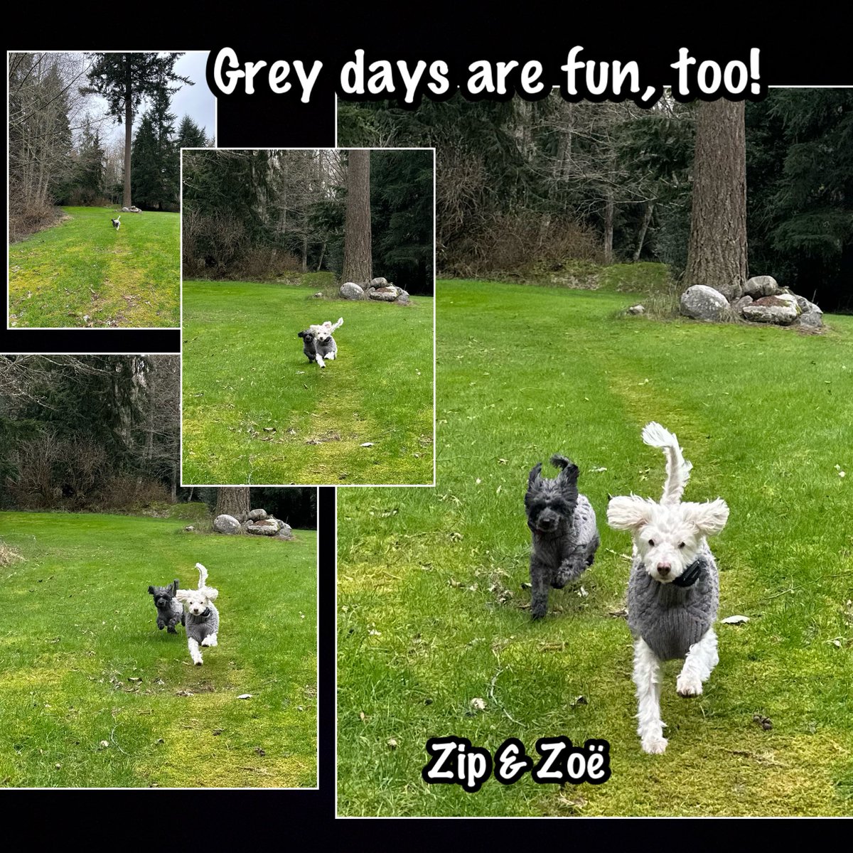 𝓩𝓲𝓹🐾𝓩𝓸ë🐾𝓜𝓸𝓶👩🏻🌾~✨🕯𝓛𝓾𝓷𝓪🐾✨~ tweet media