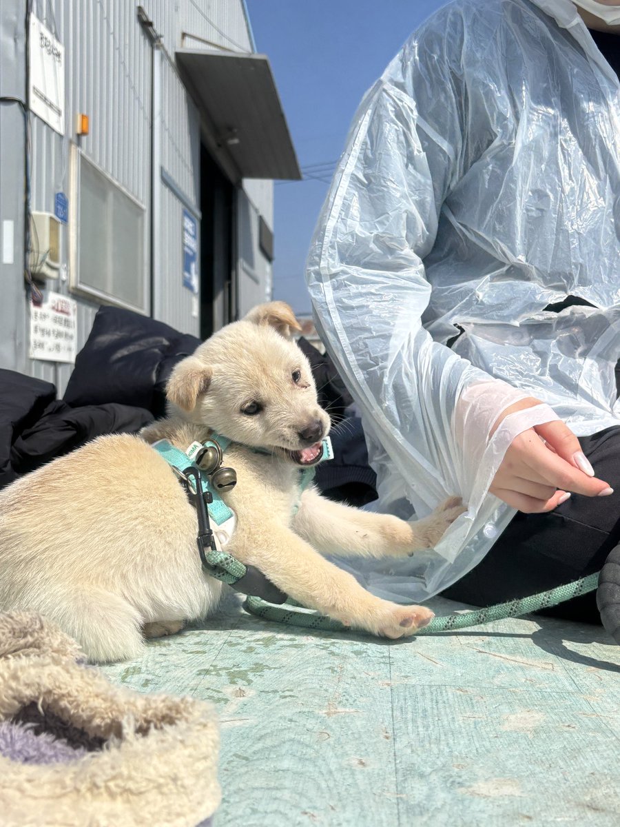 부산동물보호센터 봉사자😎 tweet media