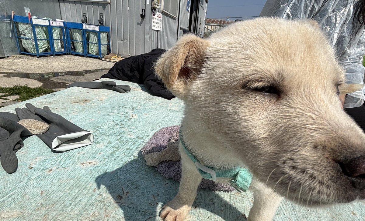 부산동물보호센터 봉사자😎 tweet media