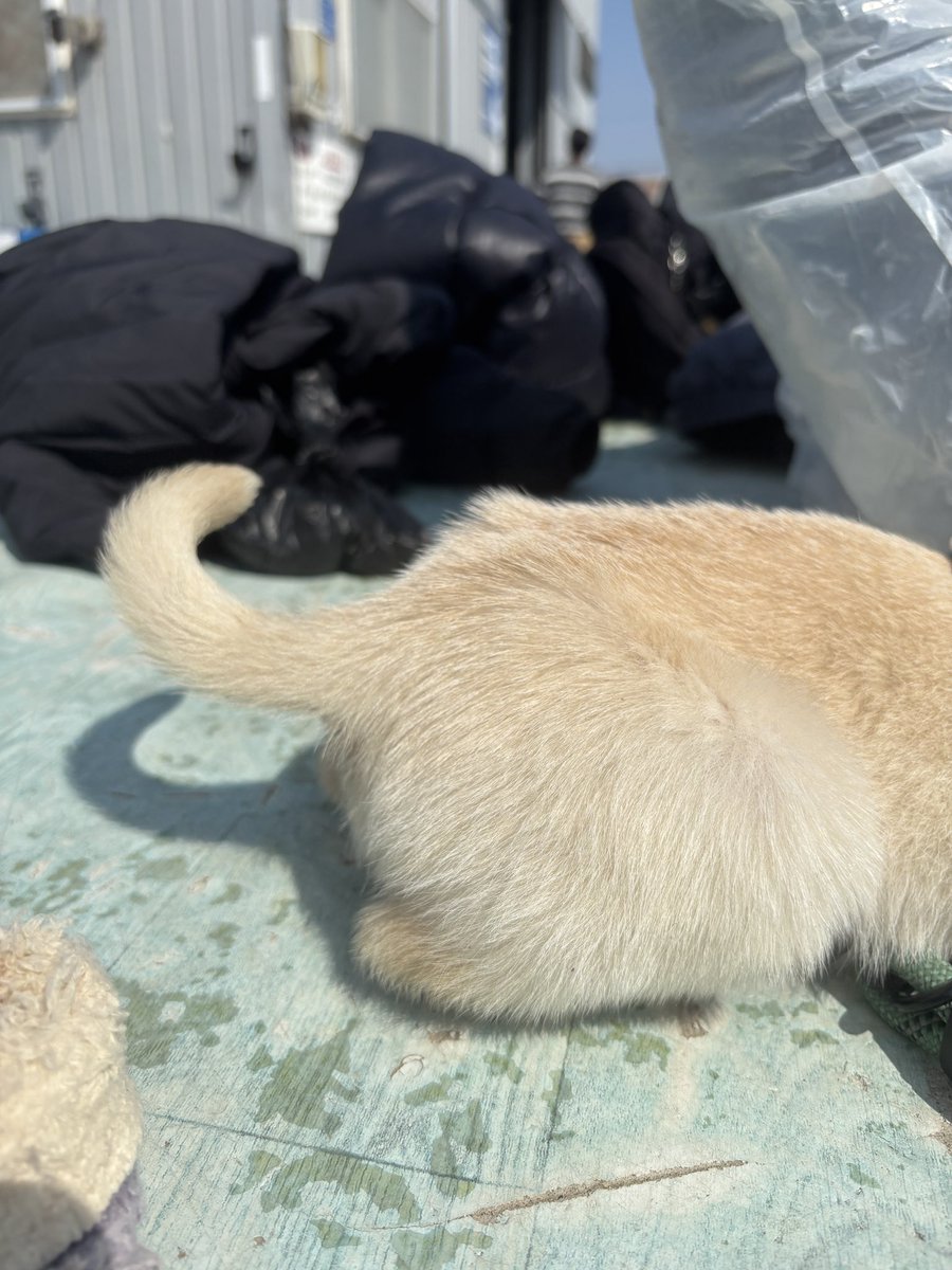 부산동물보호센터 봉사자😎 tweet media