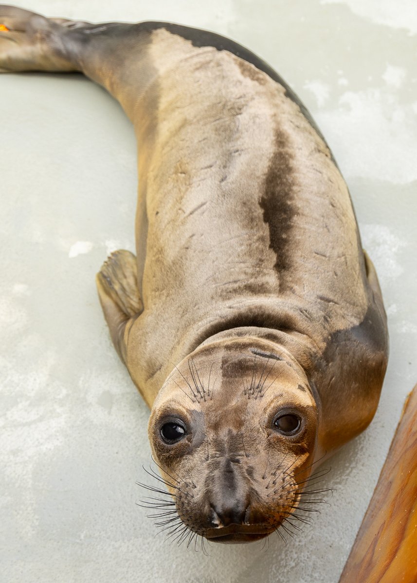 The Marine Mammal Center tweet media