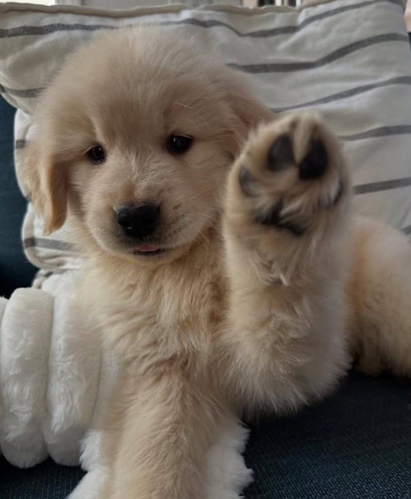 Frizk🔜TFF tweet media