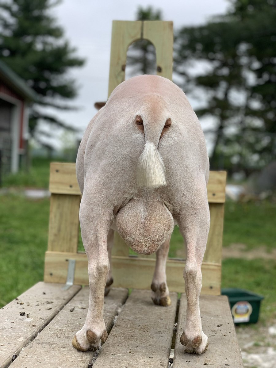 Card Goat tweet media