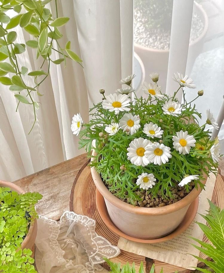 🌟 പൈലിയേട്ടൻ 🌟 tweet media