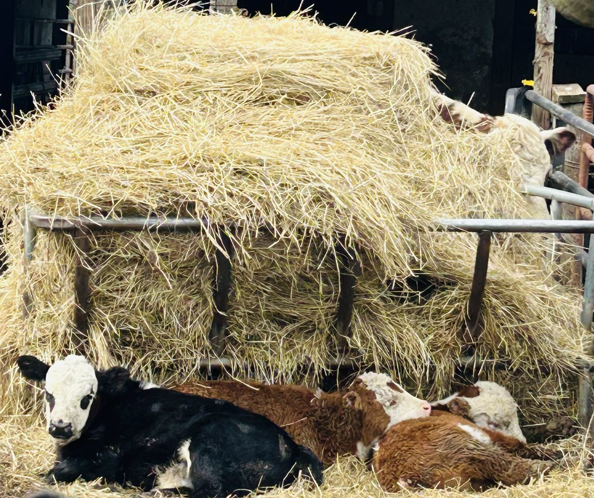 Dustin Goldie tweet media