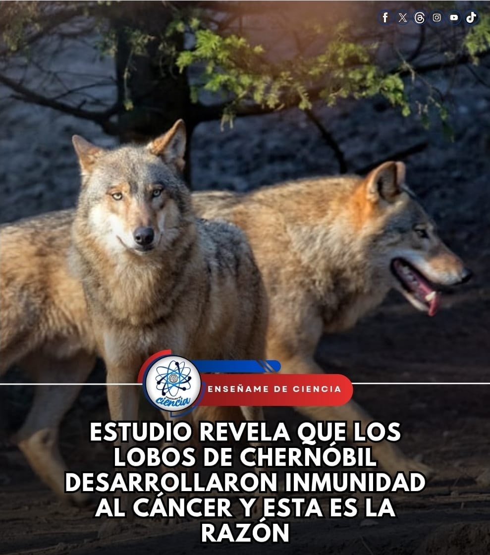 EnsedeCiencia's tweet photo. Un estudio de la Universidad de Princeton reveló que los lobos en la zona de exclusión de Chernóbil han evolucionado para resistir el cáncer. Tras décadas de exposición a radiación, sus genomas desarrollaron mutaciones que alteran su sistema inmunológico y reparan el ADN, permitiéndoles sobrevivir a niveles de radiación mortales para humanos